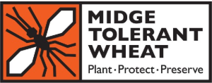 Midge Tolerant Wheat